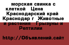 морская свинка с клеткой › Цена ­ 1 000 - Краснодарский край, Краснодар г. Животные и растения » Грызуны и Рептилии   